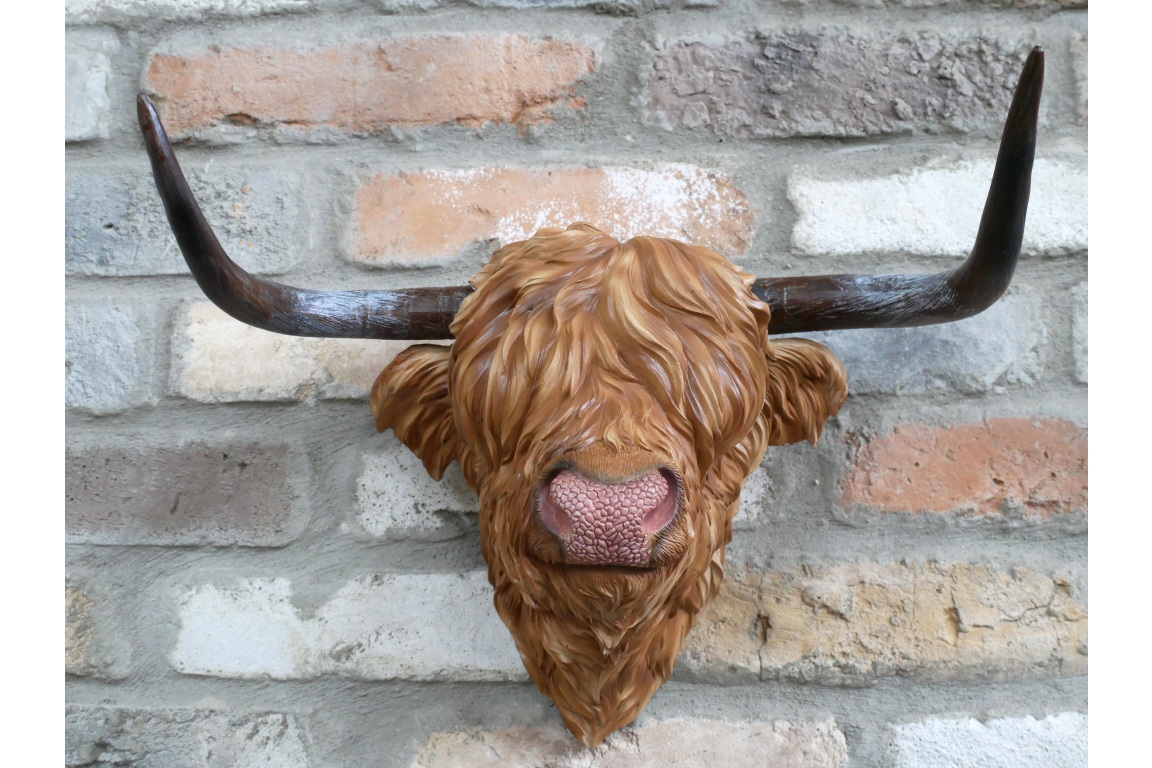 Highland Cow Head