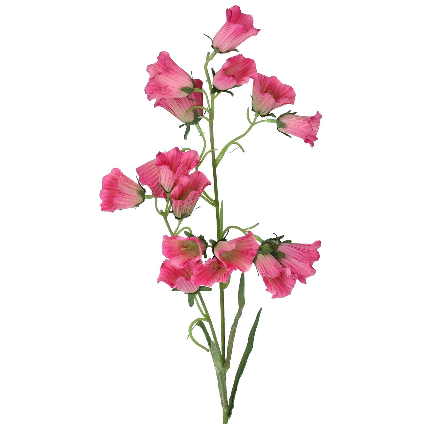 Dark Pink Morning Glory Spray