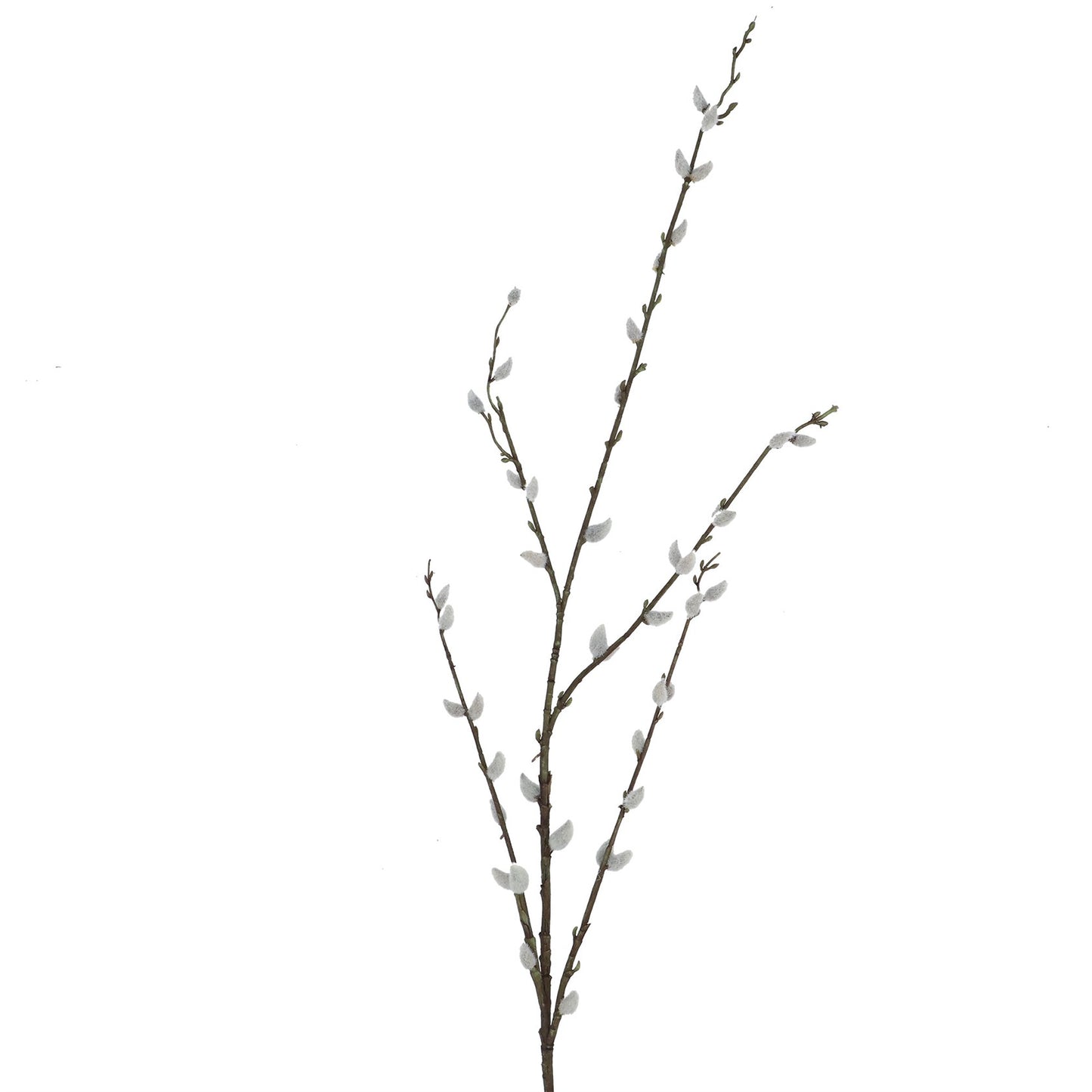 Pussy Willow Branch