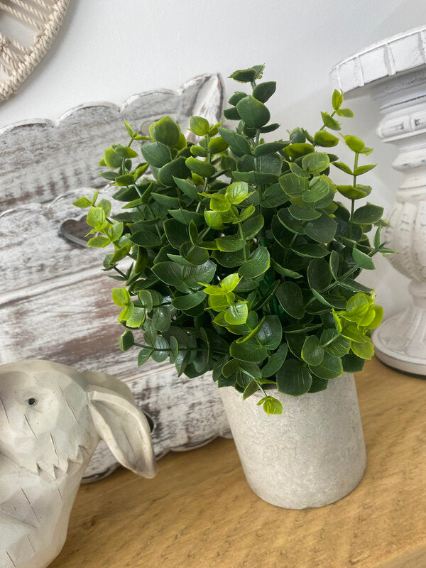 Eucalyptus in Pot
